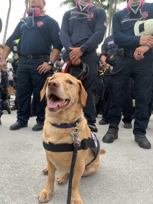 Philly support dog, deployed to Florida collapse, recovering from injury